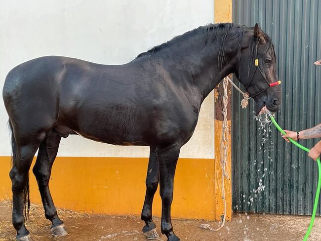 Traumschöner PRE Hengst, ISPA - Iberische Sportpferde Agentur, Pferd kaufen, Bedburg