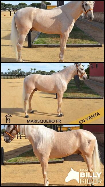 Traumschöner PRE Palomino direkt vom Züchter, ISPA - Iberische Sportpferde Agentur (ISPA - Iberische Sportpferde Agentur), Pferd kaufen, Bedburg, Abbildung 4