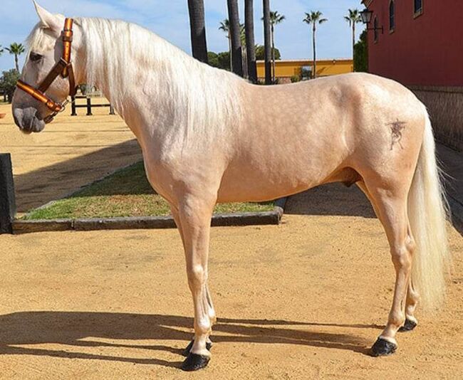 Traumschöner PRE Palomino direkt vom Züchter, ISPA - Iberische Sportpferde Agentur (ISPA - Iberische Sportpferde Agentur), Pferd kaufen, Bedburg, Abbildung 3