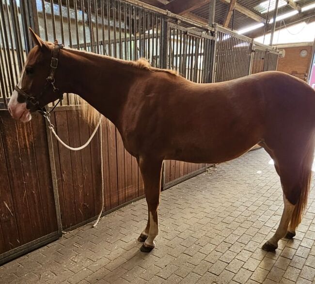 Traumstütchen sucht ein neues Zuhause (Paint Horse), Kerstin Rehbehn (Pferdemarketing Ost), Pferd kaufen, Nienburg, Abbildung 3