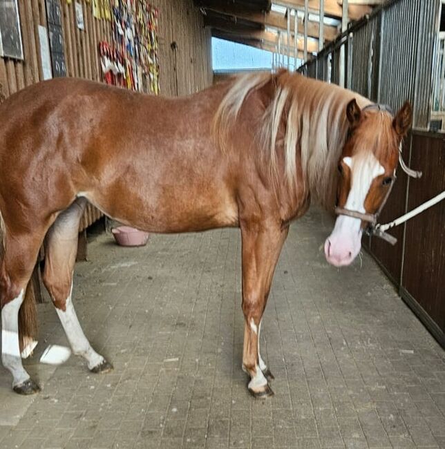 Traumstütchen sucht ein neues Zuhause (Paint Horse), Kerstin Rehbehn (Pferdemarketing Ost), Pferd kaufen, Nienburg, Abbildung 6