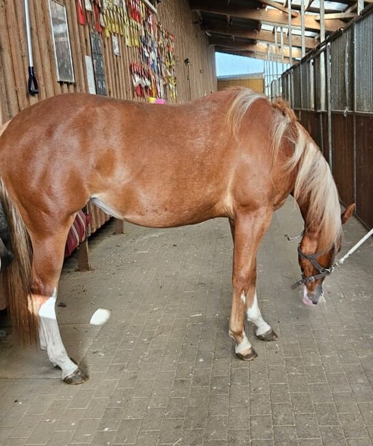 Traumstütchen sucht ein neues Zuhause (Paint Horse), Kerstin Rehbehn (Pferdemarketing Ost), Pferd kaufen, Nienburg, Abbildung 8