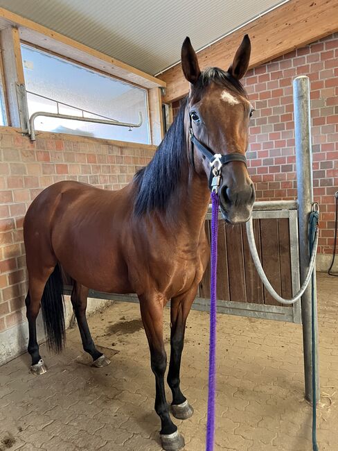 Traumstute auch für Anfänger, Justyna , Pferd kaufen, Hamburg