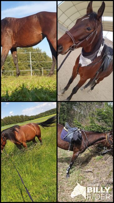 Traberstute, Rebecca Kaltenberger, Horses For Sale, Göpfritz an der Wild, Image 5