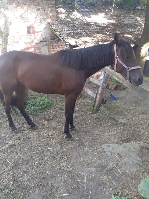 Traberstute, Daniela Pabisch , Horses For Sale, Thaya, Image 2