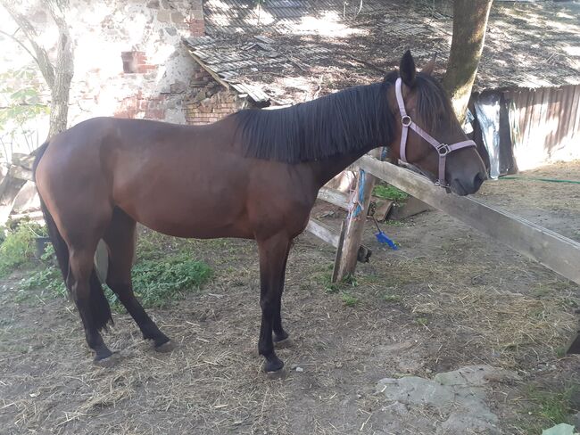 Traberstute, Daniela Pabisch , Horses For Sale, Thaya