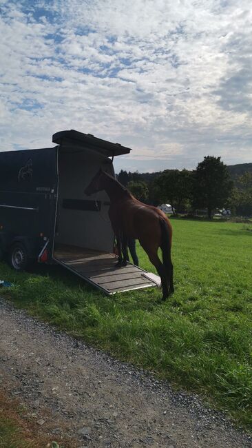 Traberstute 8 j, Kerstin Bergermann , Horses For Sale, Stahlhofen am Wiesensee, Image 2