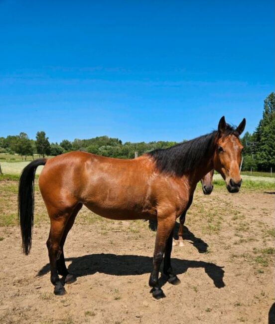 Traberstute 8 j, Kerstin Bergermann , Horses For Sale, Stahlhofen am Wiesensee, Image 4