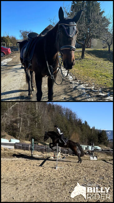 Traber Stute, Elena , Horses For Sale, St.Stefan , Image 3