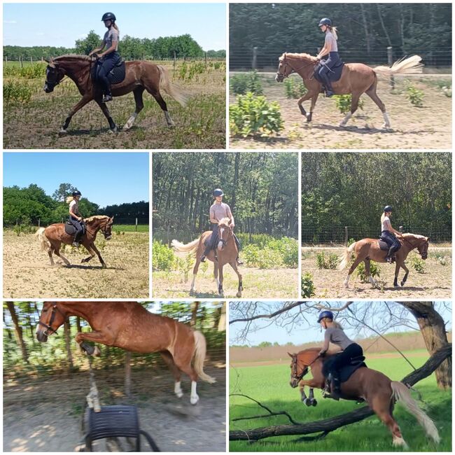 Dreijähriges Halbblut-Haflinger mit Dressurbildung, Lili Komjathy, Horses For Sale, Nyáregyháza