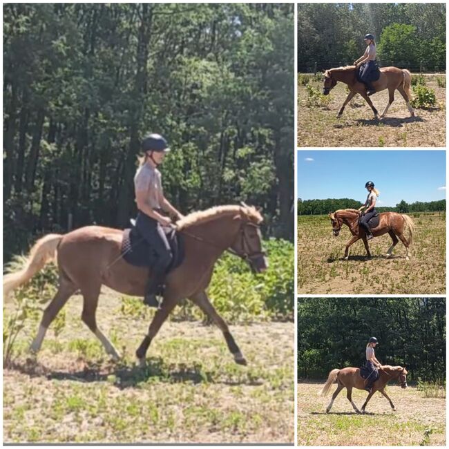 Dreijähriges Halbblut-Haflinger mit Dressurbildung, Lili Komjathy, Horses For Sale, Nyáregyháza, Image 2