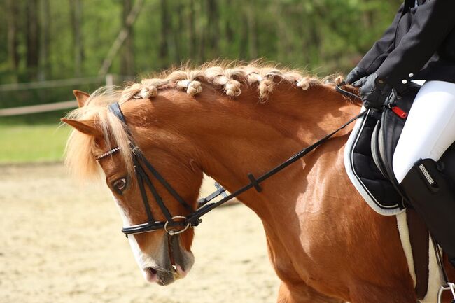 Trense Pony, Nele scholz , Trensen, Hachenburg