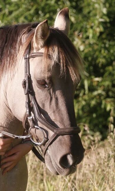 Trense zu verkaufen, Trense , Joline , Bridles & Headstalls, Berlin