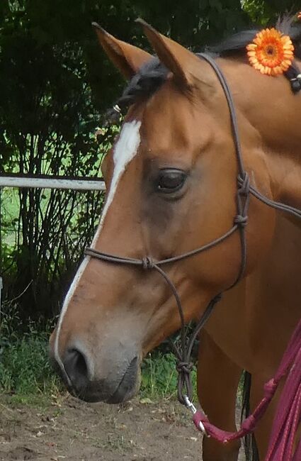 Freundlicher Wallach für Viereck und Freizeit, Ursula, Horses For Sale, Sankt Gallen