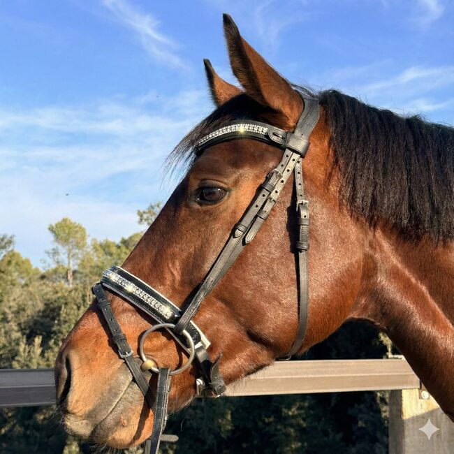 "Tricrystal" Leather Front Panel (Quick-Hook System), Trotando Juntos Tricrystal , Maite (Productos Ecuestres Trotando Juntos S.L), Browbands, Palau solita y plegamans