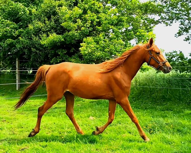 Treue Vollblut Stute, Lorenzen, Horses For Sale, Reußenköge, Image 3