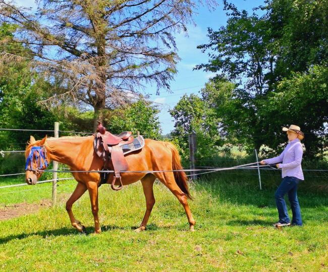 Treue Vollblut Stute, Lorenzen, Horses For Sale, Reußenköge, Image 2