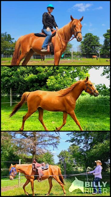 Treue Vollblut Stute, Lorenzen, Horses For Sale, Reußenköge, Image 4
