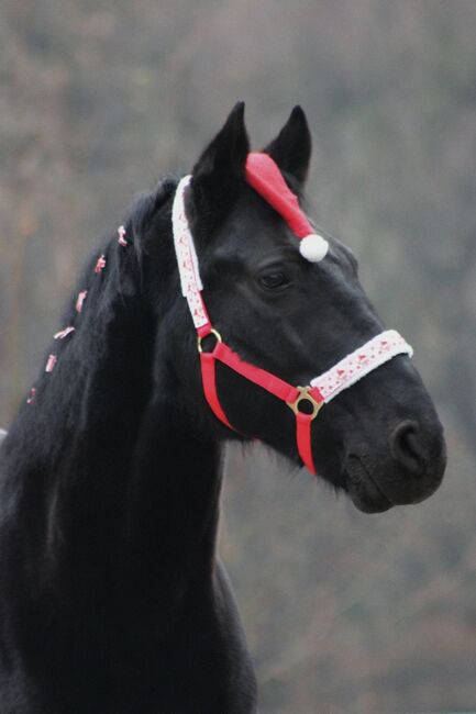 Treuer Wallach mit starkem Charakter sucht neuen Weggefährten, Julie, Horses For Sale, Bochum