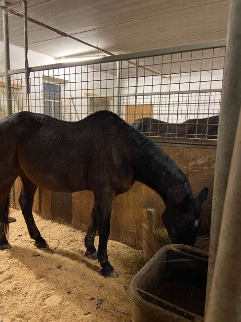 Traber Adonis Royal, Michaela M., Horses For Sale, Eberndorf , Image 2