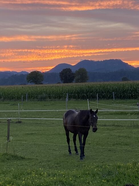 Traber Adonis Royal, Michaela M., Horses For Sale, Eberndorf , Image 3