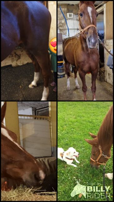 Traber als Freizeit Pferd, Denise , Horses For Sale, Berlin, Image 6