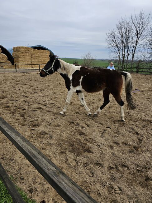 Traberwallach, P.Paulick, Horses For Sale, Quedlinburg , Image 3