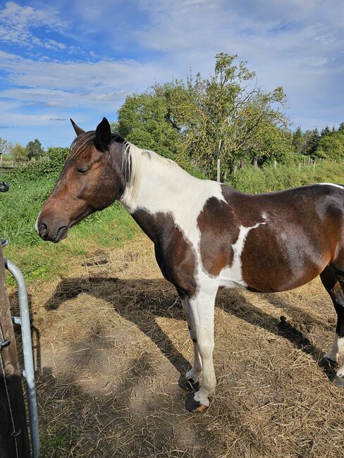 Traberwallach, P.Paulick, Horses For Sale, Quedlinburg 