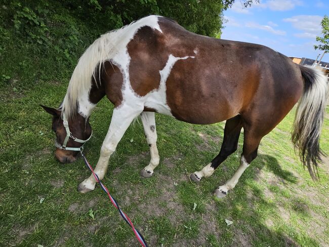 Traberwallach, P.Paulick, Horses For Sale, Quedlinburg , Image 4