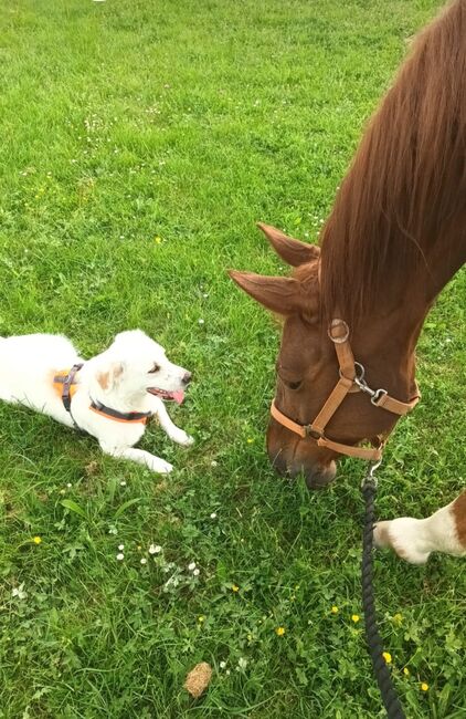 Traber als Freizeit Pferd, Denise , Konie na sprzedaż, Berlin, Image 4