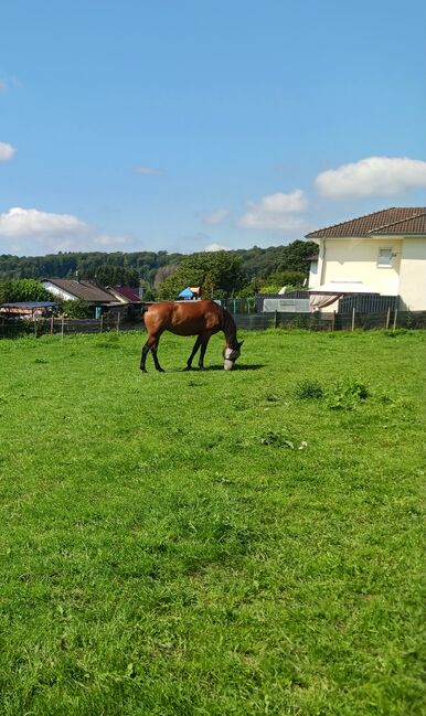 Traberstute 8 j, Kerstin Bergermann , Horses For Sale, Stahlhofen am Wiesensee, Image 5