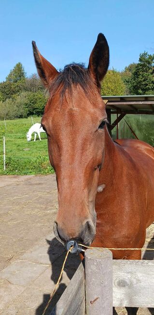 Traberstute 8 j, Kerstin Bergermann , Horses For Sale, Stahlhofen am Wiesensee, Image 6