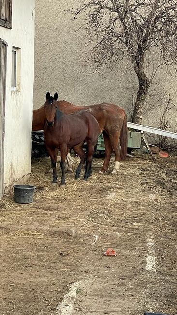 Traberstute, Karl schrett, Horses For Sale, Jois, Image 3