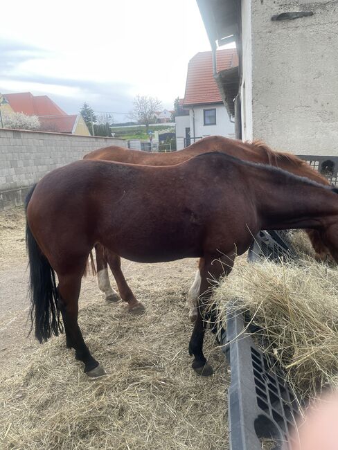 Traberstute, Karl schrett, Horses For Sale, Jois, Image 2