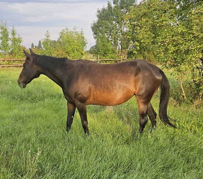 Traberstute, Manuela , Horses For Sale, Mitterndorf an der Fischa, Image 2