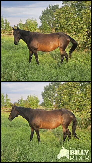 Traberstute, Manuela , Horses For Sale, Mitterndorf an der Fischa, Image 3