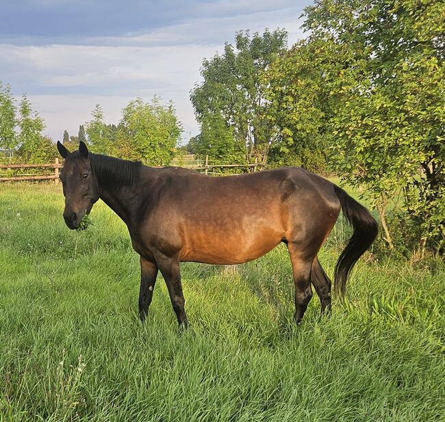 Traberstute, Manuela , Horses For Sale, Mitterndorf an der Fischa