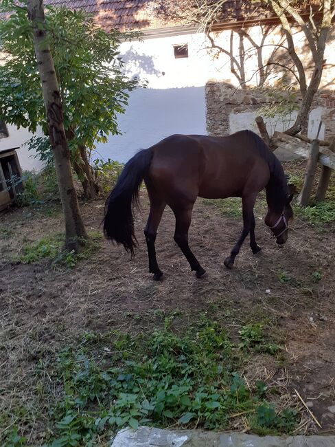 Traberstute, Daniela Pabisch , Horses For Sale, Thaya, Image 3