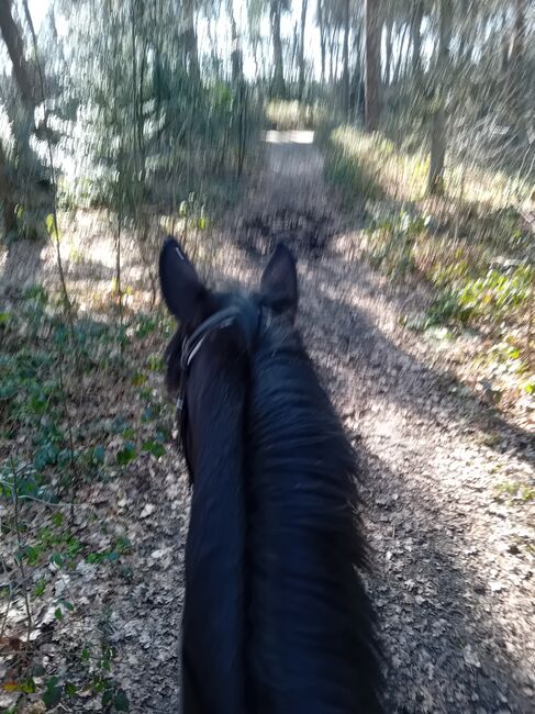 Traber Stute, Julia L, Horses For Sale, Dorsten 