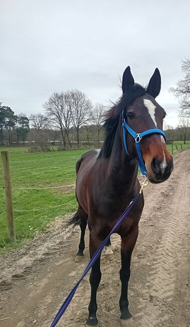 Traber Stute, Julia L, Horses For Sale, Dorsten 
