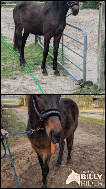 Traber mix, Willow , Horses For Sale, Rhauderfehn, Image 3
