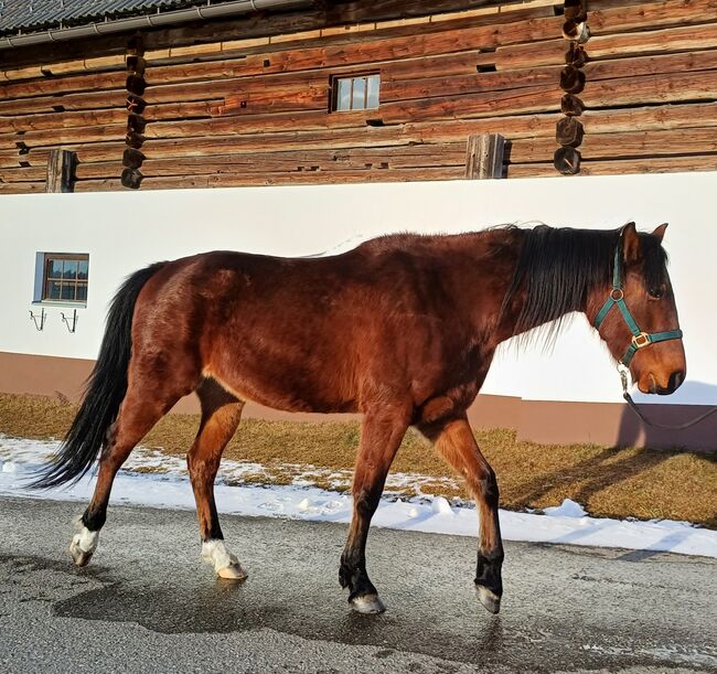 Traber-Paint-Mix Wallach, Kogler Gerlinde, Horses For Sale, Oberwölz , Image 3