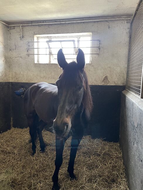 Traberstute sucht ein Zuhause!, Sara O., Horses For Sale, Gelsenkirchen , Image 2