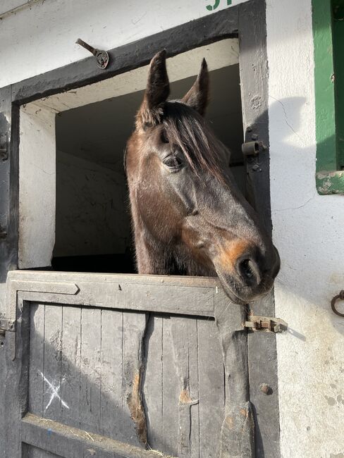 Traberstute sucht ein Zuhause!, Sara O., Horses For Sale, Gelsenkirchen , Image 4