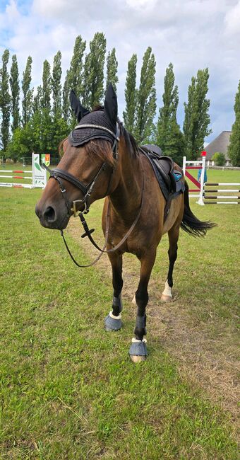 Traber zum verlieben, Nicole Janosch , Horses For Sale, Hohenberg-Krusemark , Image 3