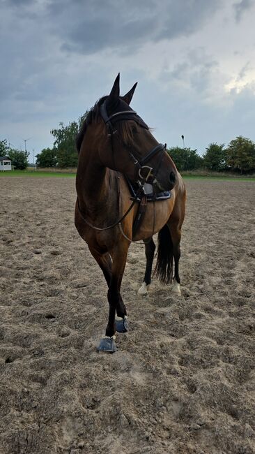 Traber zum verlieben, Nicole Janosch , Horses For Sale, Hohenberg-Krusemark , Image 8