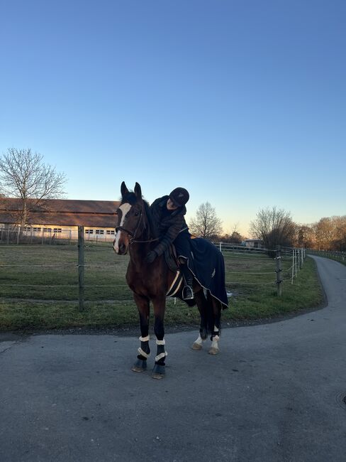Traber Wallach zu verkaufen, AM, Horses For Sale, Leinfelden, Image 4