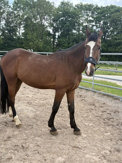 Traber Wallach zu verkaufen, AM, Horses For Sale, Leinfelden, Image 2