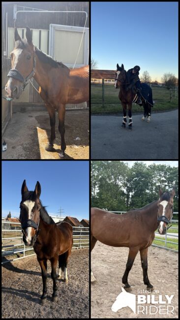 Traber Wallach zu verkaufen, AM, Horses For Sale, Leinfelden, Image 5