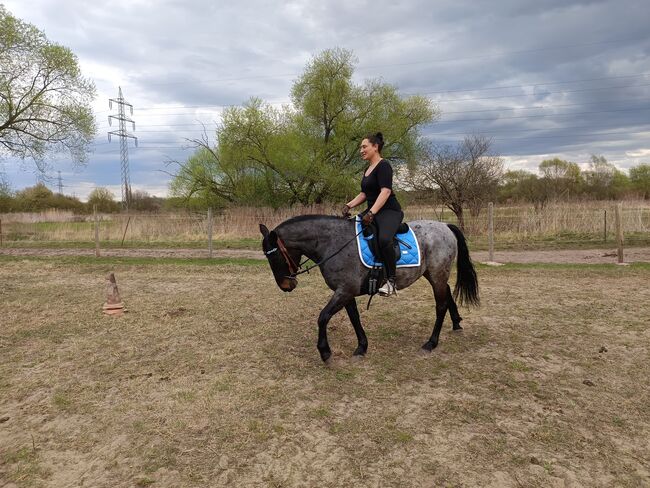 Treuer Freund auf vier Hufen: Blue sucht erfahrenen Reiter, Mellies, Horses For Sale, Berlin, Image 11